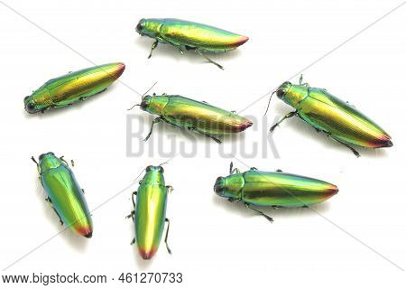 Jewel Beetle (chrysochroa Fulminans) Isolated On White Background.