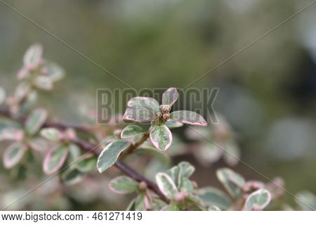 Swedish Cotoneaster Juliette Branch With Flower Buds