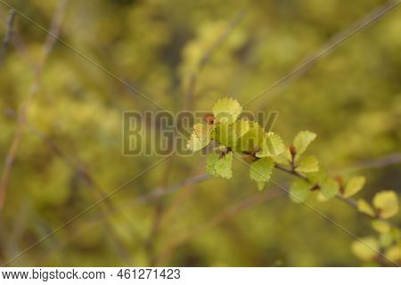 Artctic Dwarf Birch Golden Treasure Branch In The Spring