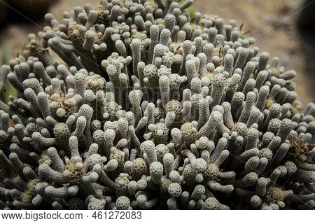 Terbinicarpus Minima  Cactus In Cacti Green House