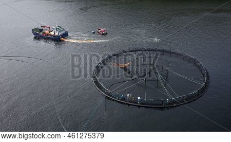 Fish Farm Salmon Round Nets In Natural Environment Loch Fyne Arygll And Bute Scotland