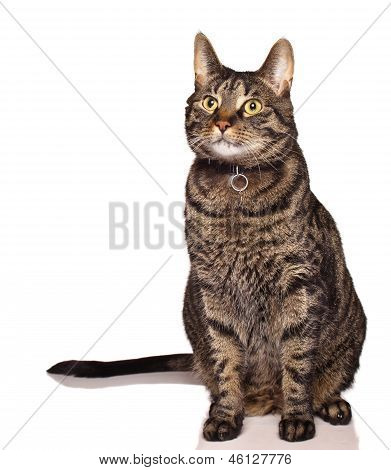 Kočka na bílém pozadí