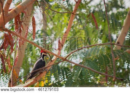 Woodpecker Red-breasted - Famous Brazilian Bird Woodpecker On Top Of A Branch In The Forest.