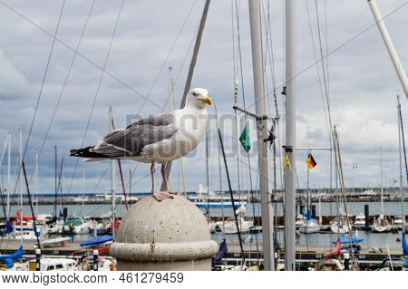A Grey Seagull Larinae At The Baltic Sea