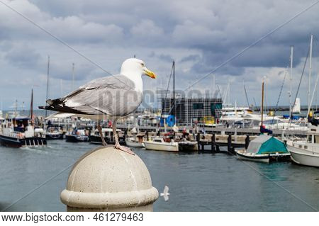 A Grey Seagull Larinae At The Baltic Sea