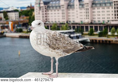 A Grey Seagull Larinae At The Baltic Sea