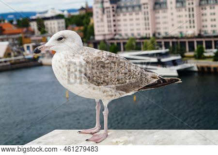 A Grey Seagull Larinae At The Baltic Sea