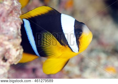 Allard's Clownfish (amphiprion Allardi, Aka Allard's Anemonefish). Mafia Island, Tanzania