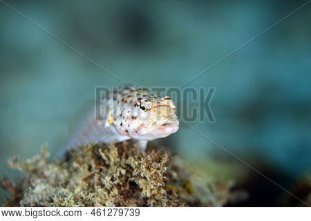 Spotted Sandperch (parapercis Punctulate). Mafia Island, Tanzania