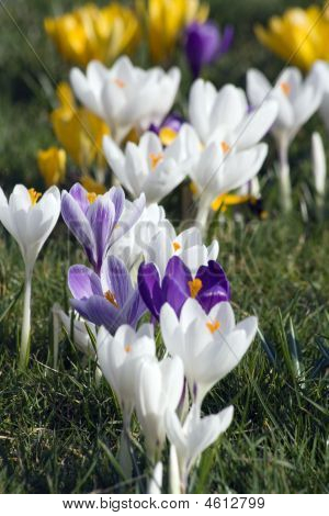 Fiori di primavera