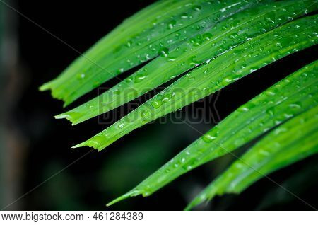 Adonidia Merrillii, Livistona Rotundifolia Or Footstool Palm Or  Adonidia Palm Or Christmas Palm Or 