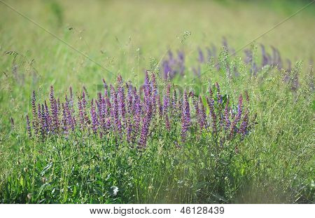 Sfondo: fiori viola di salvia in prato in giornata di sole.