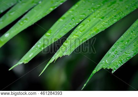 Adonidia Merrillii, Livistona Rotundifolia Or Footstool Palm Or  Adonidia Palm Or Christmas Palm Or 
