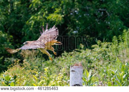 Red-tailed Hawk Isolated On White. Buteo Jamaicensis. Accipitridae Family.