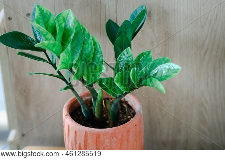 Zamioculcas Zamifolia- Dollar Tree. Zanzibar Gem The Tree Is Named Auspicious. Suitable For Decorati