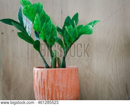 Zamioculcas Zamifolia- Dollar Tree. Zanzibar Gem The Tree Is Named Auspicious. Suitable For Decorati