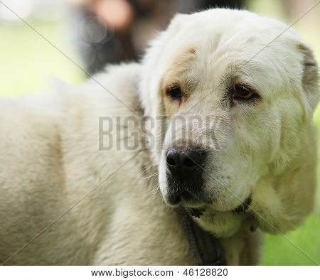 Zentraler asiatischer Schäferhund