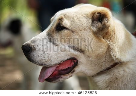 Zentraler asiatischer Schäferhund