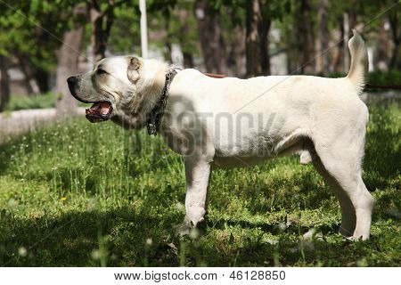 Zentraler asiatischer Schäferhund
