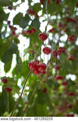 Closeup Of Ripe Dark Red Sour Cherries Hanging On Sour Cherry Tree Branch With Blurred Background. S