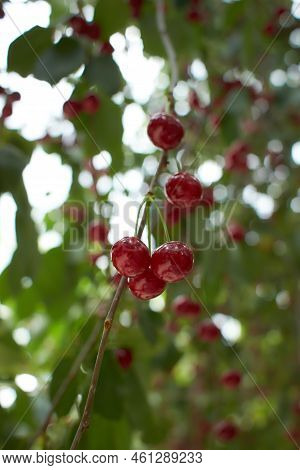 Closeup Of Ripe Dark Red Sour Cherries Hanging On Sour Cherry Tree Branch With Blurred Background. S