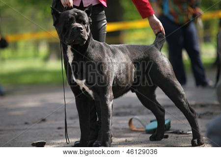 Cane Corso ausgewachsene Hunde Ausstellung Augenblick