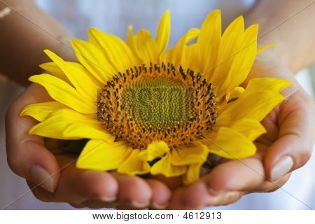 Sonnenblume