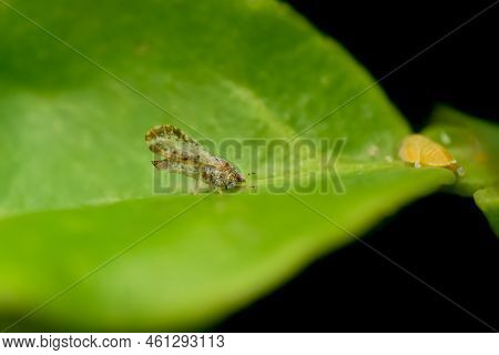 Adult Psyllid With Nymph On The Citrus Plant Leaf. This Insect Responsible For Citrus Greening Disea