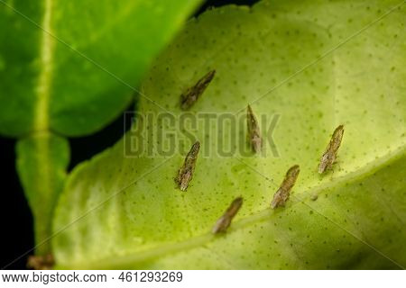 Citrus Psyliid Adults At The Backside Of The Citrus Leaf Plant. These Psyllids Responsible For Sprea