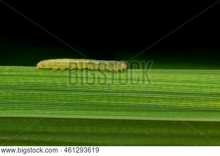 Rice Leaf Folder Larva On The Leaf Of Rice Plant. This Larva Scrapes The Green Tissues Of The Leaves