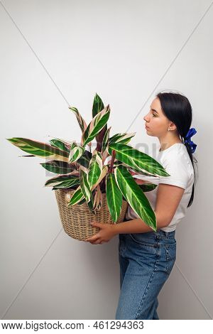 Girl Holding Stromanthe Tricolor Pot Plant Against White Wall Background.