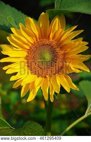 Sunflower Blooms In The Garden. Sunset. Dark Black Background.
