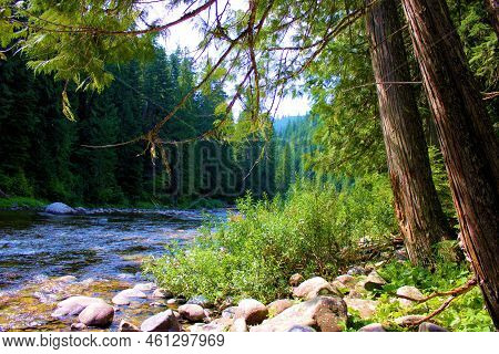 Pine Trees And Deciduous Plants On A Creekbed Taken At A Temperate Forest Within Alpine Mountains In