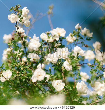 Forår Eglantine Bloom