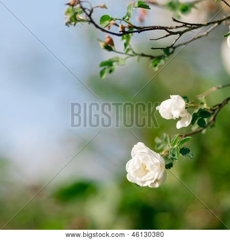 Forår Eglantine Bloom