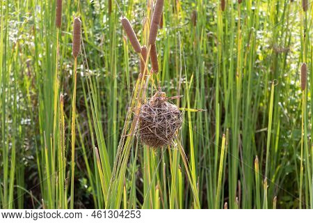 Bird's Nest On The Grass, Bird Nest