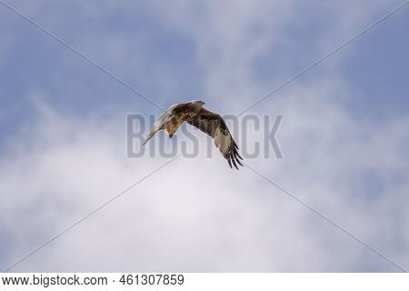 Red Kite, Milvus Milvus, In Flight. This Kite Is Endemic To The Western Palearctic Region In Europe 
