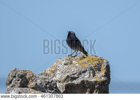Male Of Black Redstart, Phoenicurus Ochruros, On A Rock. Photo Taken In The Province Of Soria, Pain