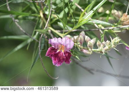 Blooming And Budding Desert Willow Tree With Pink Blossoms.