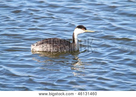 Western Grebe (Aechmophorus Occidentalis)