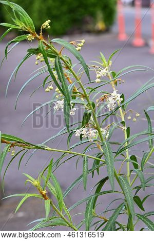 Gomphocarpus Physocarpus ( Swan Plant )flowers. Apocynaceae Perennial Plants. White Flowers Bloom In