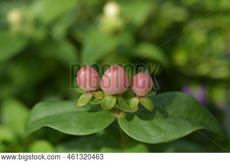 St Johns Wort Miracle Blossom Peachy Pink Berries
