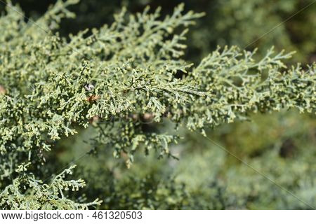 Juniper Hetzii Green Branch In The Spring