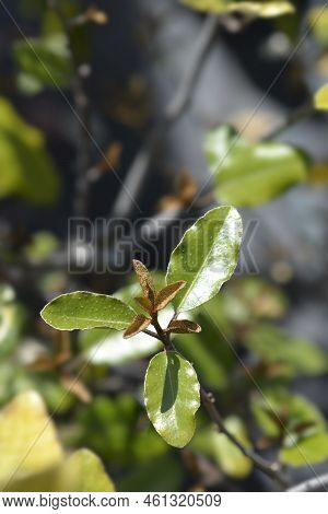 Ebbinges Silverberry Branch With New Leaves In The Spring