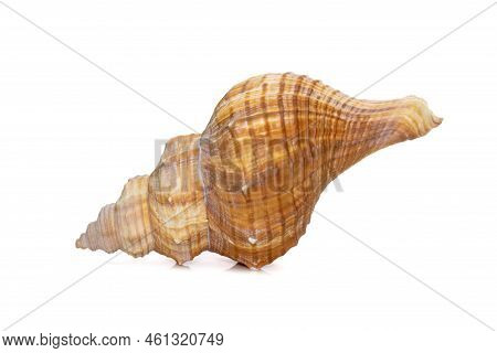 Image Of Trapezium Horse Conch / Striped Fox Conch Seashell (pleuroploca Trapezium) Isolated On Whit