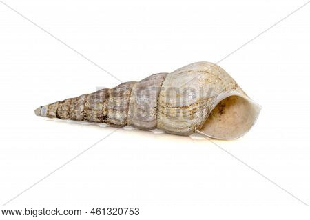 Image Of Rhinoclavis Aspera Is A Species Of Sea Snail, A Marine Gastropod Mollusk In The Family Ceri