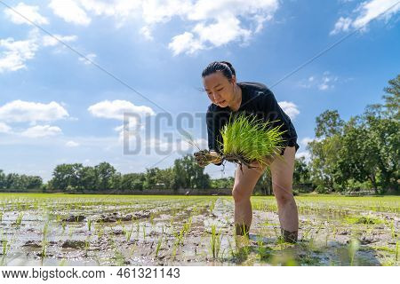 Amateur Asian Man Tests And Tries To Transplant Rice Seedlings In Paddy Rice Field In The Open Sky D