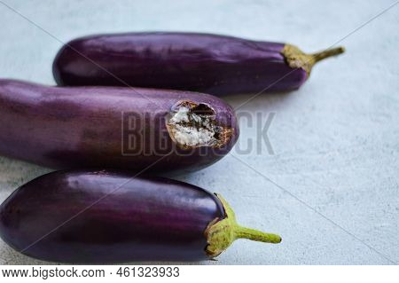 Sluggish Purple Eggplants That Have Been Lying For A Long Time. White Rot On Vegetables, Uncorrect S