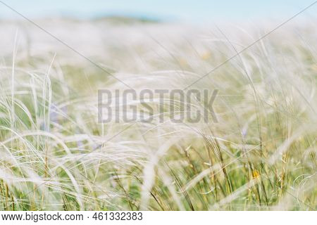 A Field Of Feather Grass Sways In The Wind Close-up