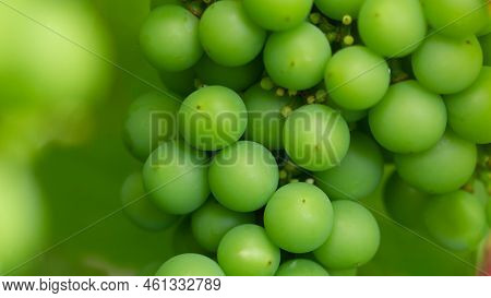 A Bunch Of Unripe Green Grapes Ripening On A Branch Of Grapes, A Vine Of Grapes With Green Berries.